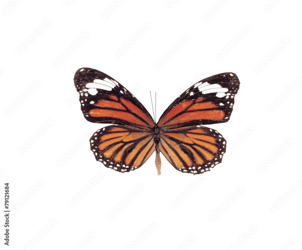 Fototapeta premium 자연이미지