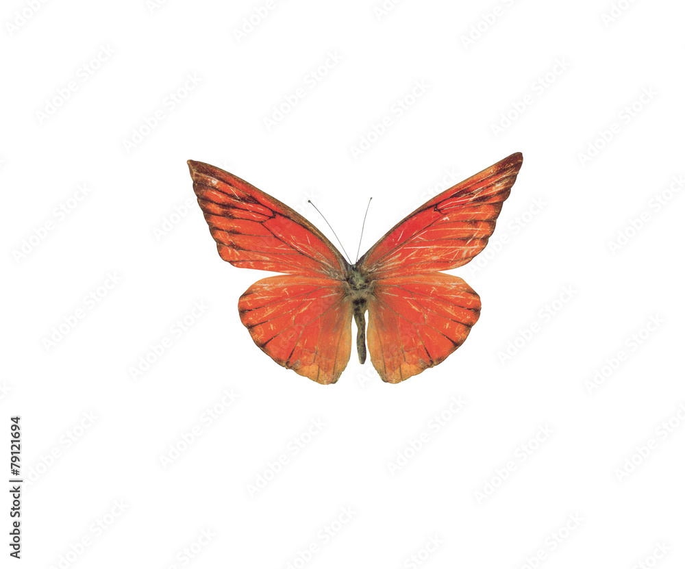 Obraz premium 자연이미지