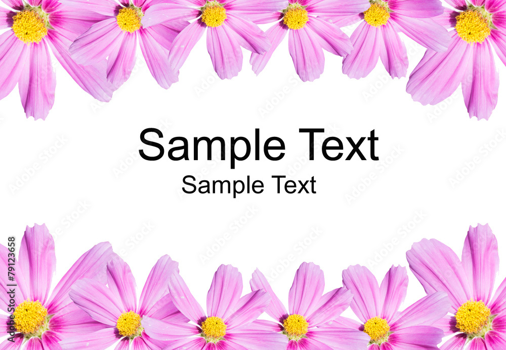 cosmos flowers background isolated on white with sample text