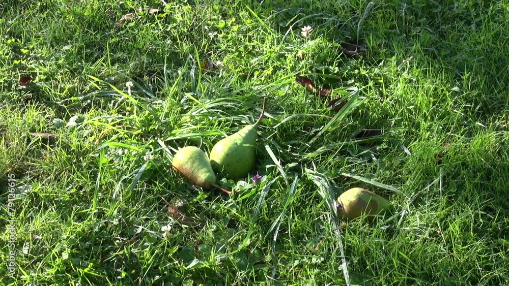 pear fruits falling from tree on autumn garden grass pear fruits falling from tree on autumn garden grass