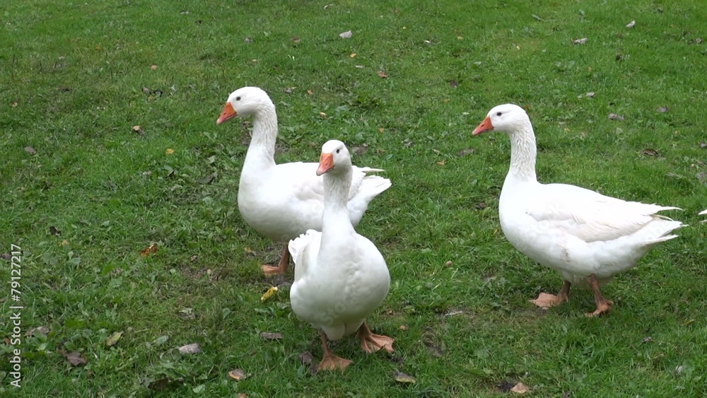 white domestic animal gooses in summer farm white domestic animal gooses in summer farm