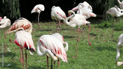 Pink and White Zoo Flamingo Walking on the Grass