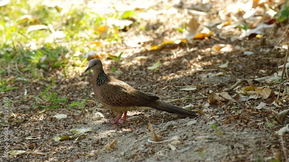 spotted dove is resting and walking on the ground spotted dove is resting and walking on the ground