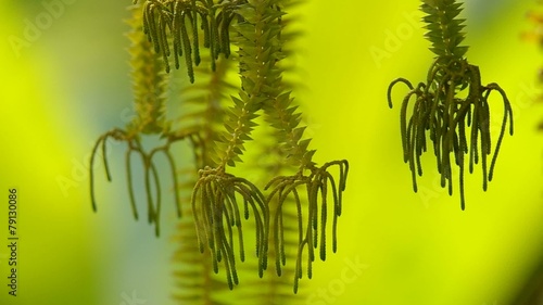 footage of the lycopodium lower plant softly shaken with wind photo