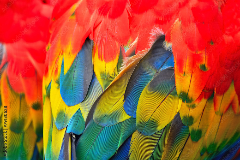 Obraz premium Scarlet Macaw feathers