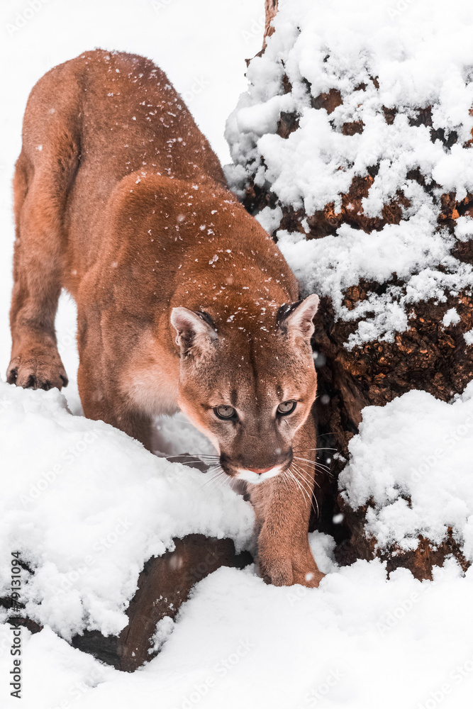 Obraz premium Portrait of a cougar, mountain lion, puma, panther