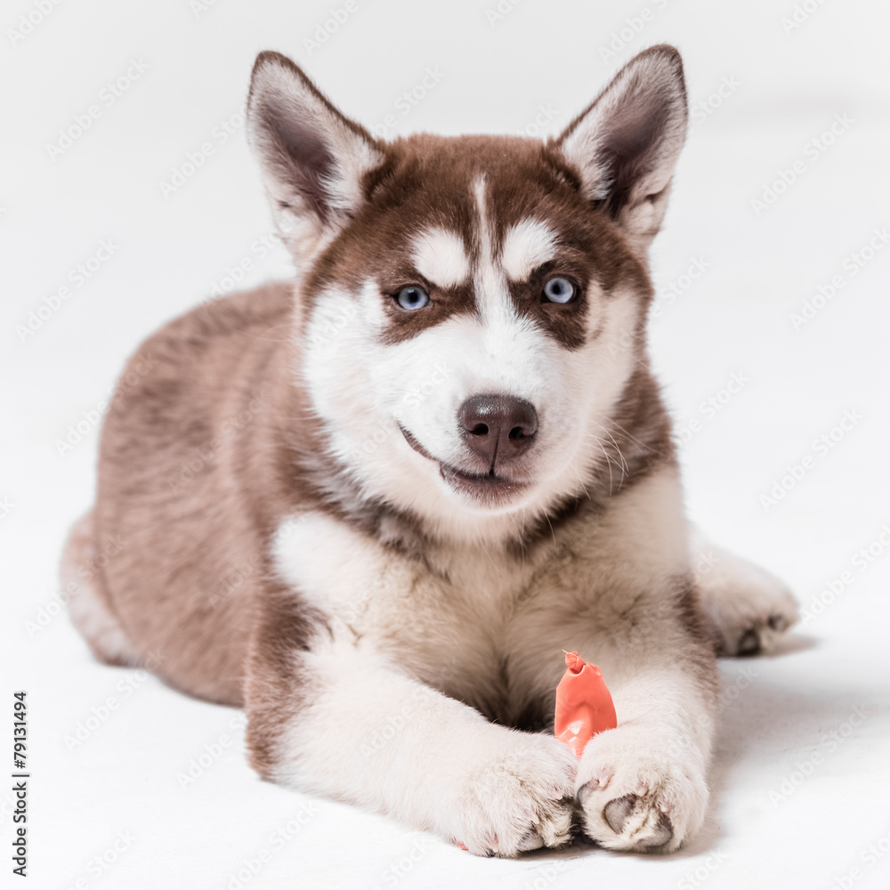 Siberian Husky Utah playing with Balloon Siberian Husky Utah playing with Balloon