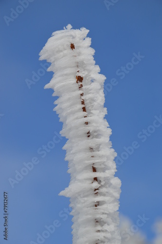 vereiste Zweige, Schnee photo