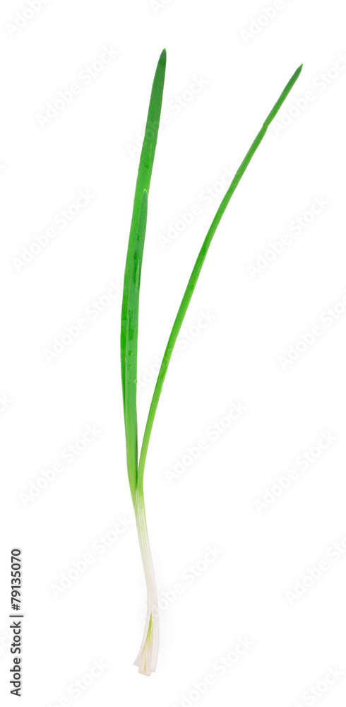 Beautiful spring onions