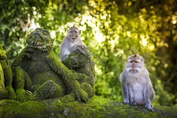 Fotobehang Aap Aap in apenbos op Bali  © truphotovideo