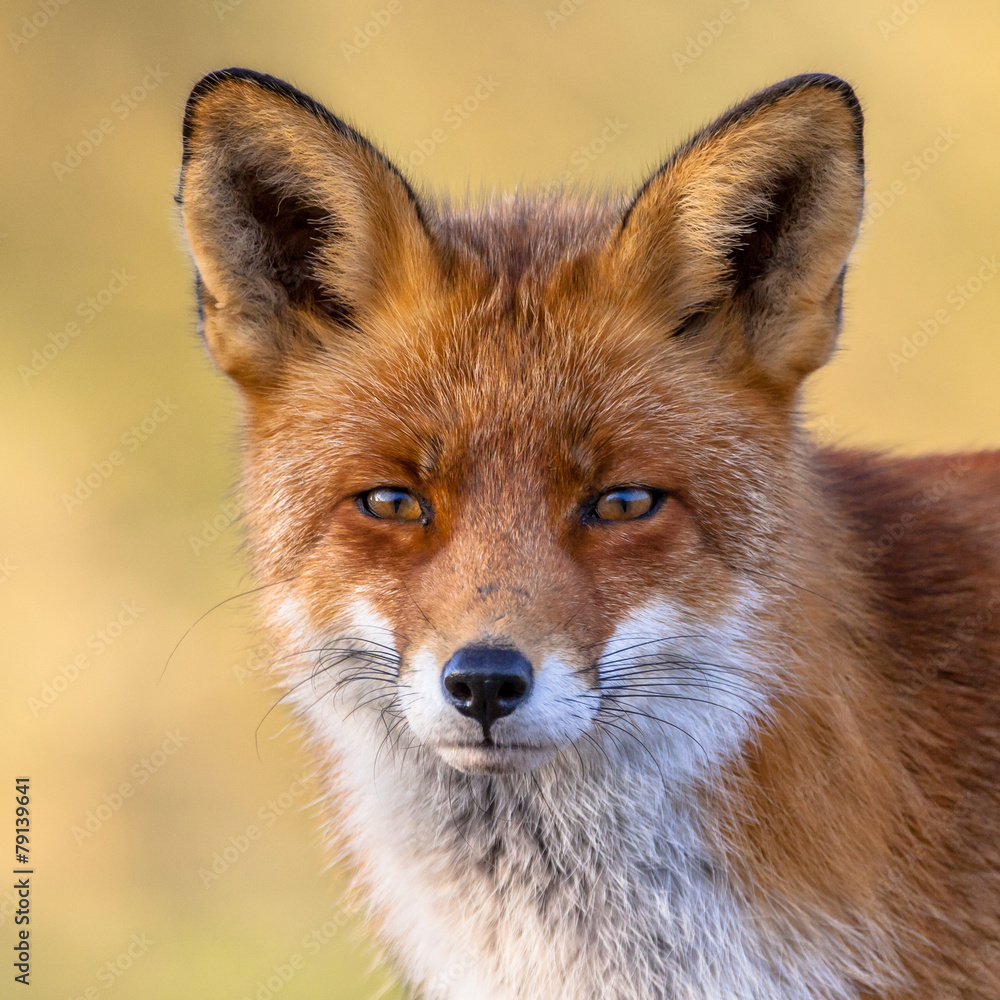 Red fox portrait Red fox portrait