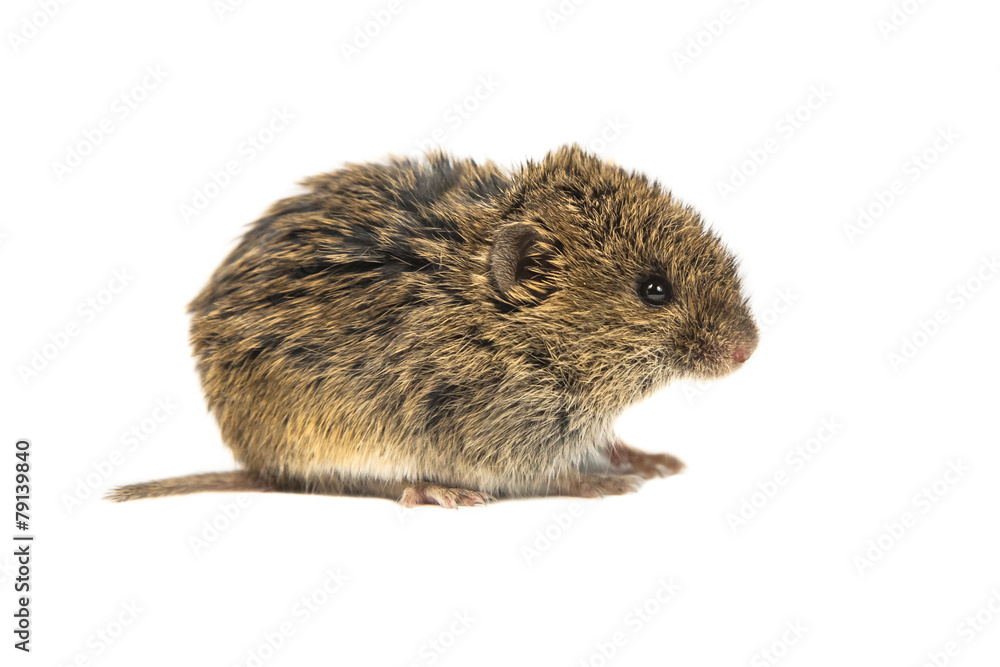 Common Vole on white Common Vole on white