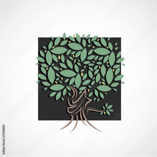 arbre,olivier
