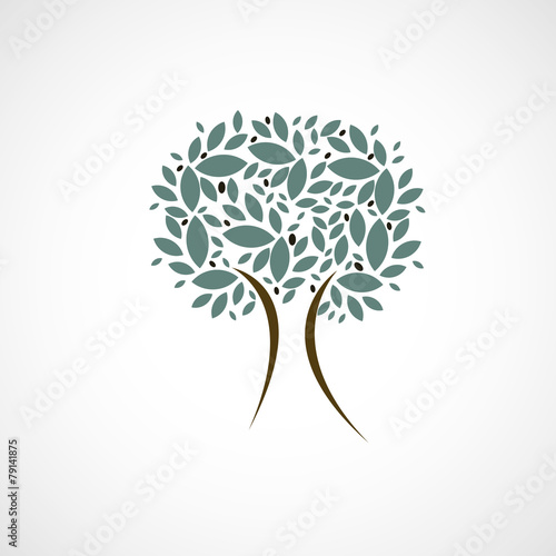 arbre,olivier