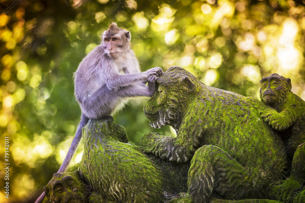 Obraz premium Monkey at Monkey Forest