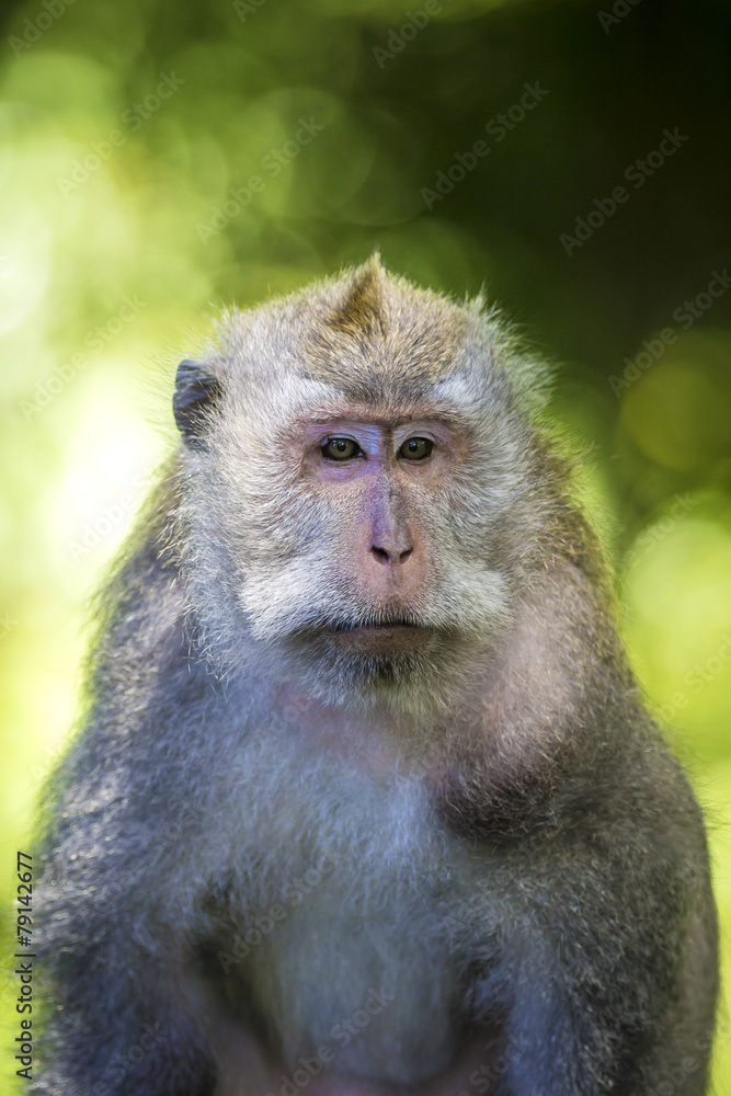 Monkey at Monkey Forest Monkey at Monkey Forest