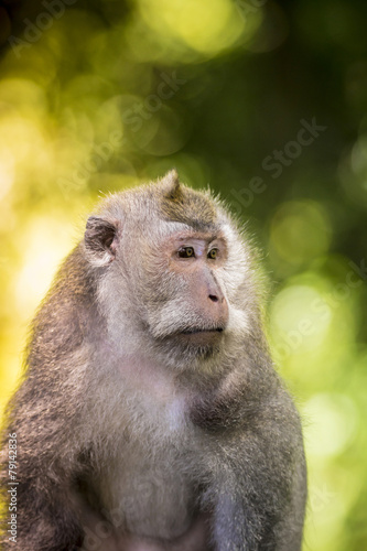 Monkey at Monkey Forest © trubavink