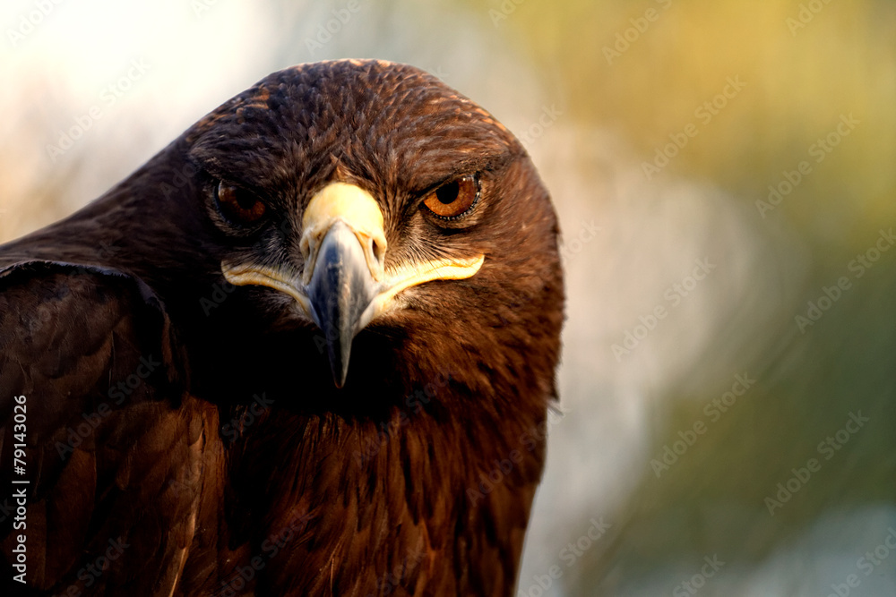 Fototapeta premium The Steppe Eagle