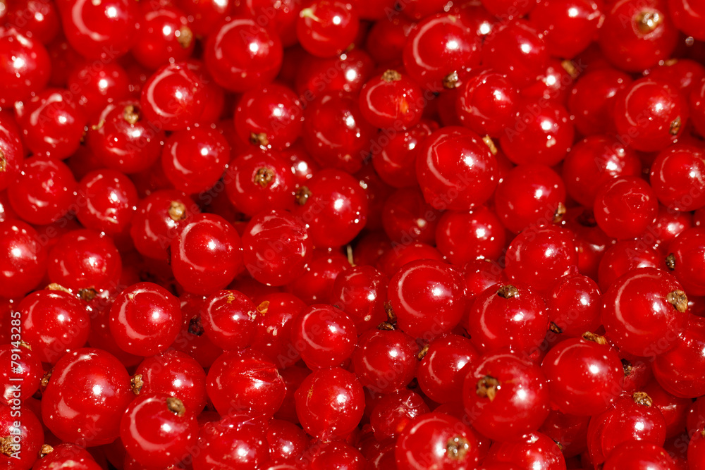 Background red currants Background red currants