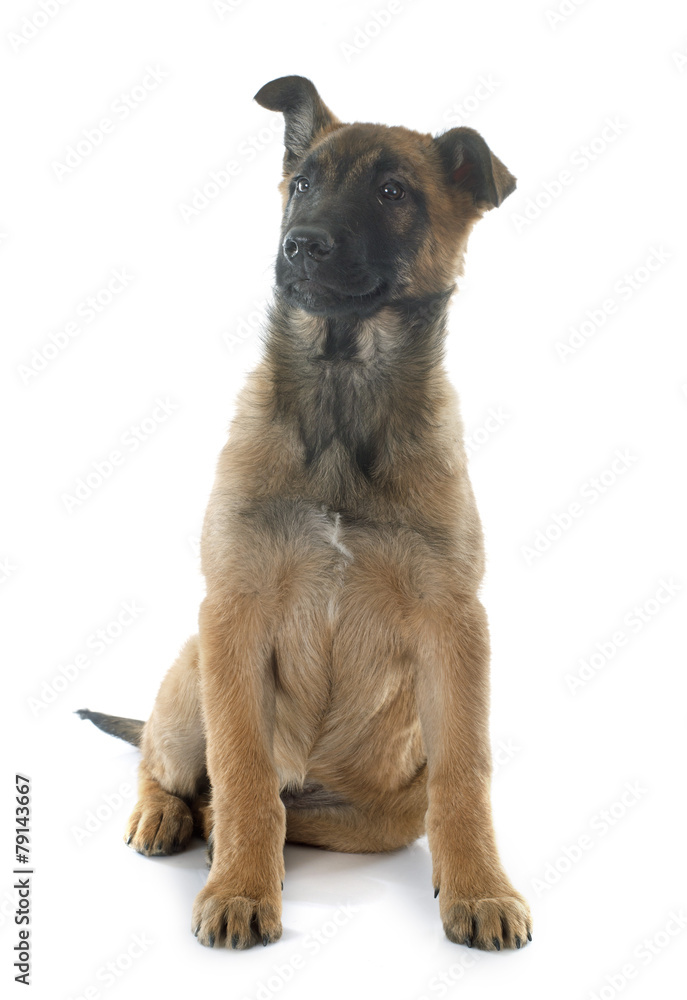 Obraz premium puppy malinois