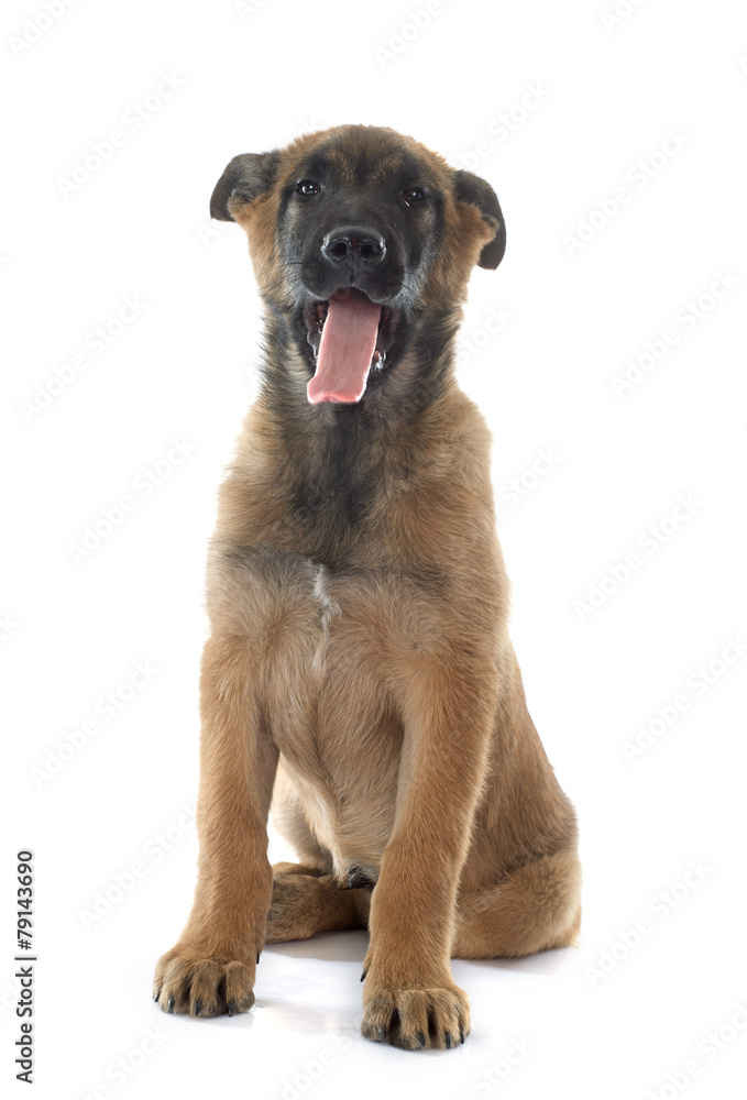 Obraz premium puppy malinois