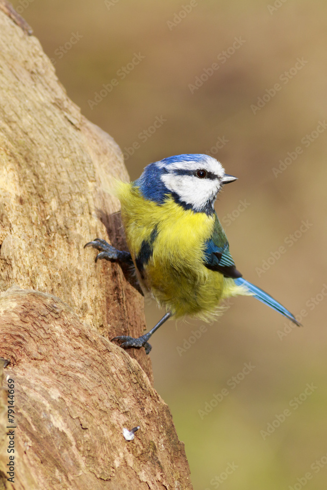 Fototapeta premium Blue Tit (Parus caeruleus)