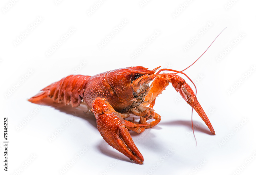 Boiled crawfish is isolated on a white background Boiled crawfish is isolated on a white background