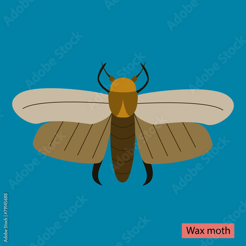 Wax moth
