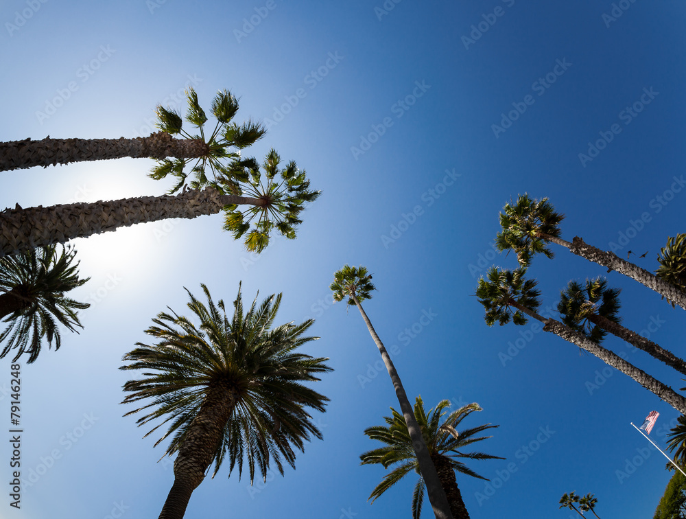 Fototapeta premium Palm Trees in California