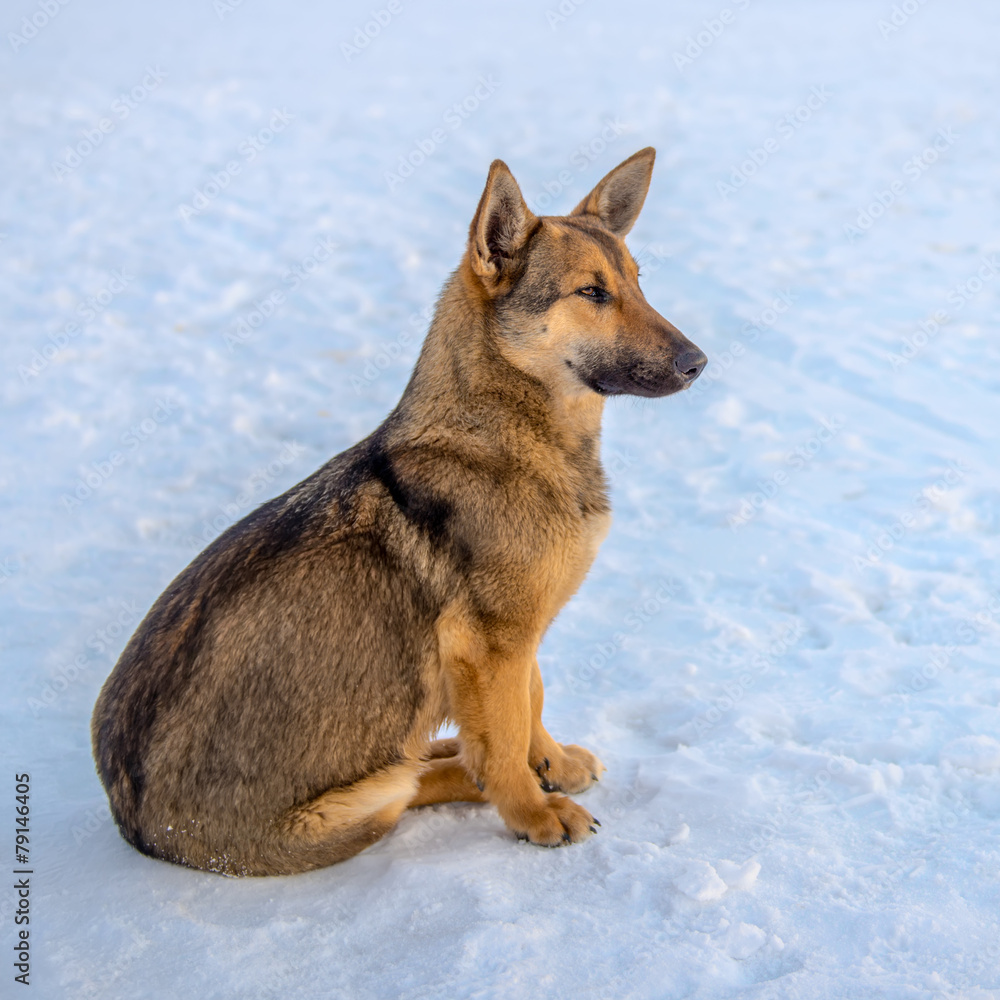 dog sitting on the ice of the river at sunset and looking