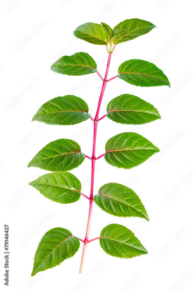 Naklejka premium green branch of sapling fuchsia is isolated on white background