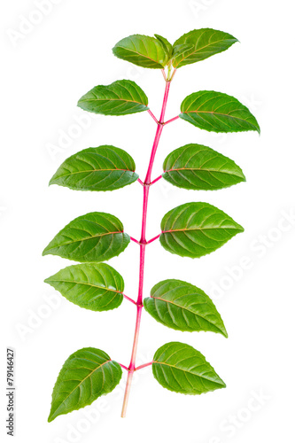 green branch of sapling fuchsia is isolated on white background