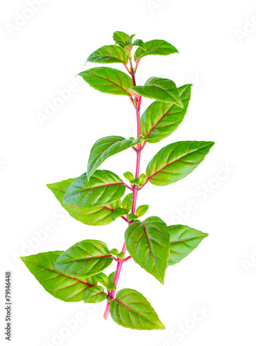 green branch of fuchsia with red veins is isolated on white back