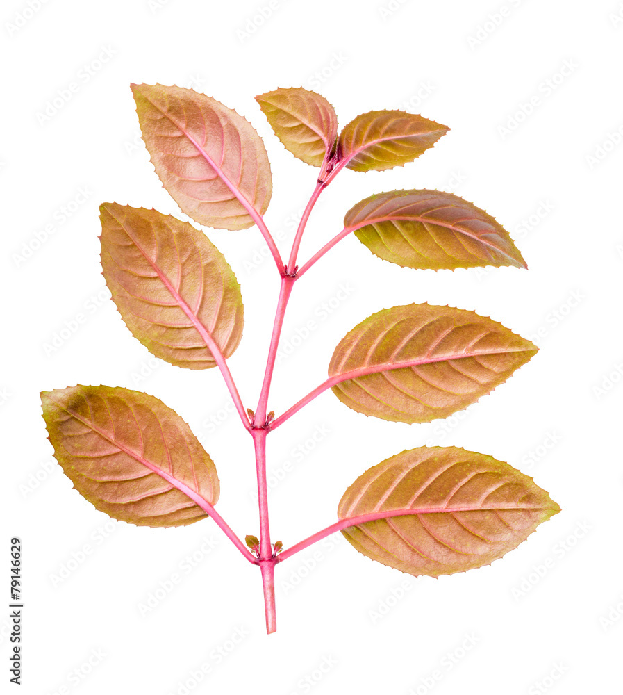 Fototapeta premium branch of fuchsia with red leaves back turned to camera is isola