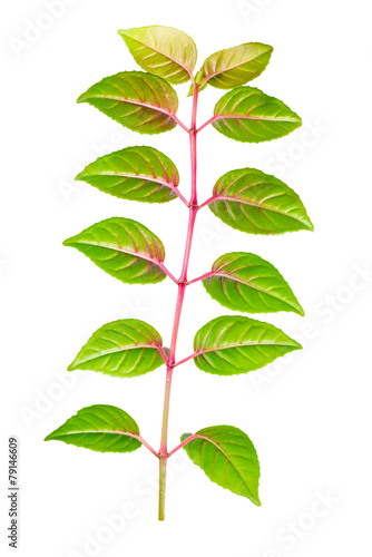 green branch of sapling fuchsia back turned to camera is isolate