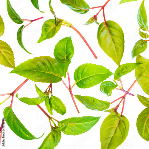 green leaves of seedling fuchsia is isolated on white background
