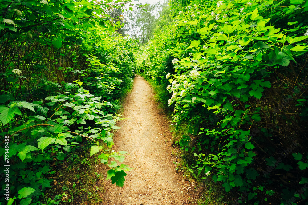 Beautiful Alley In Park. Garden Landscaping Design Beautiful Alley In Park. Garden Landscaping Design