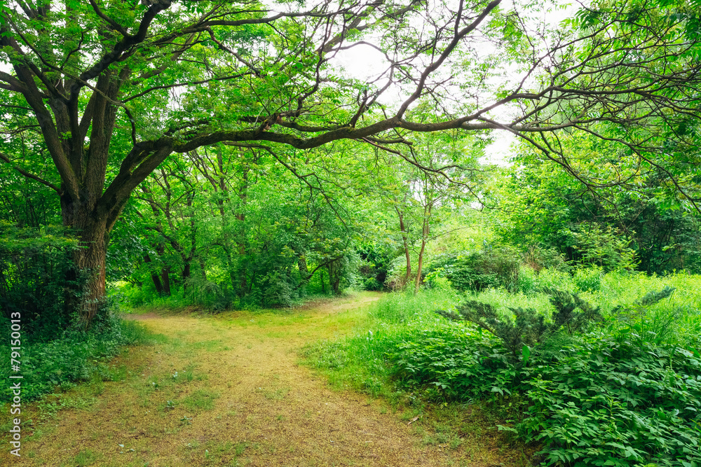 Beautiful Alley In Park. Garden Landscaping Design Beautiful Alley In Park. Garden Landscaping Design