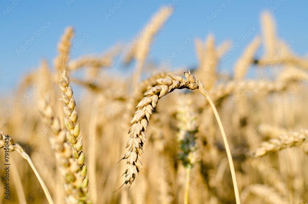 Cornfield - Growing Corn Cornfield - Growing Corn