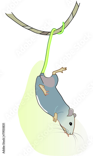 Ratte