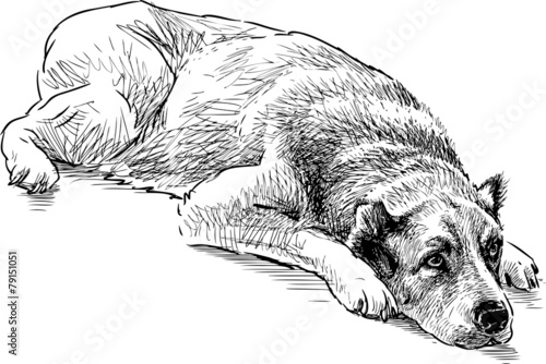 sketch of a lying dog