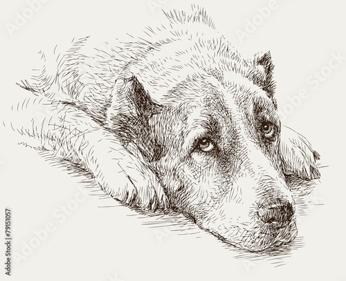 portrait of a sad dog