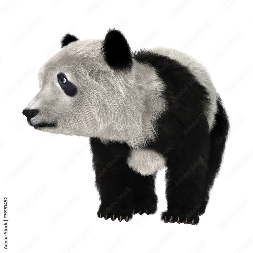 Obraz premium Panda Bear