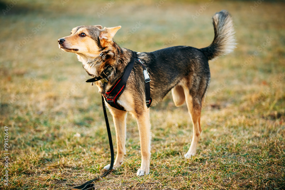 Mixed Breed Medium Size Three Legged Dog Standing At Grass Mixed Breed Medium Size Three Legged Dog Standing At Grass