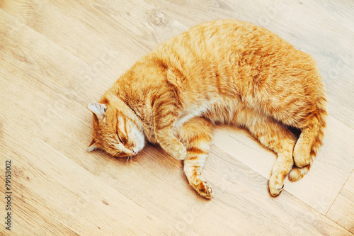 Fototapeta Naklejka Na Ścianę i Meble -  Peaceful Orange Red Tabby Cat Male Kitten Sleeping In His Bed On