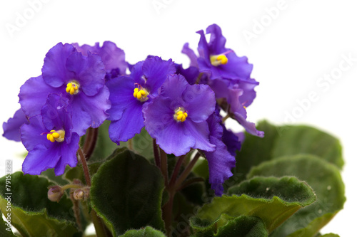 deep purple african violet photo