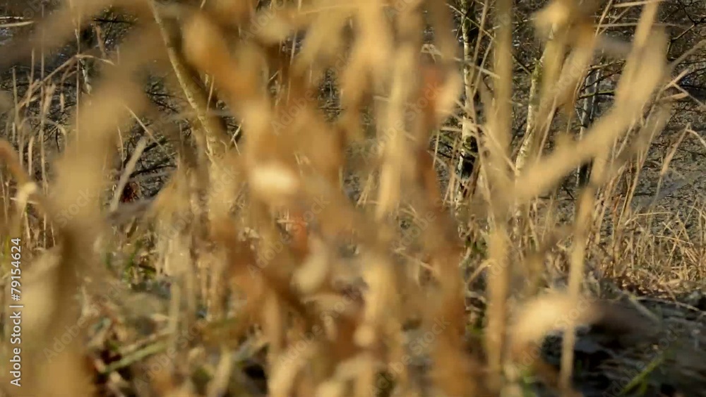dry grass and bare trees in background - sunny dry grass and bare trees in background - sunny