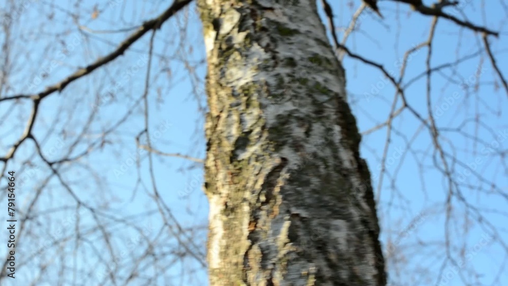 bare tree bark detail - blue sky - sunny - slider motion bare tree bark detail - blue sky - sunny - slider motion