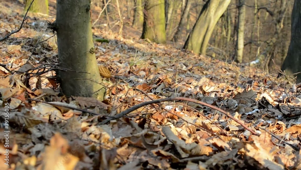 bare forest - sunny - slider move - leaves - closeup bare forest - sunny - slider move - leaves - closeup