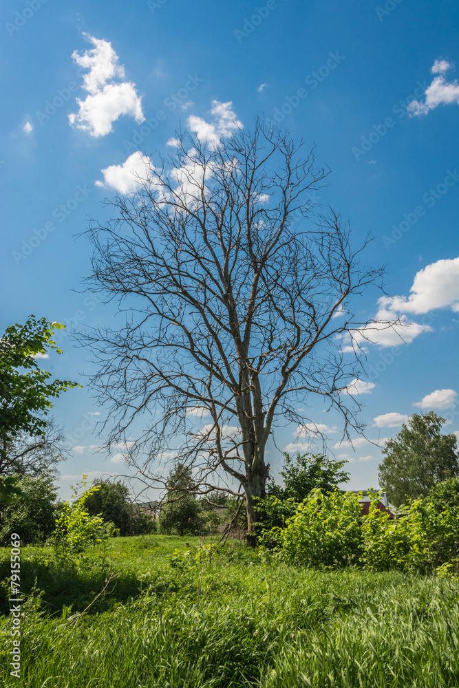 Obraz premium A dead tree.